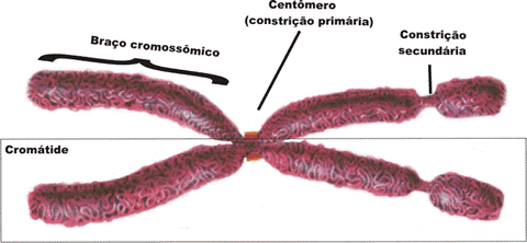 Resultado de imagen de cromatides