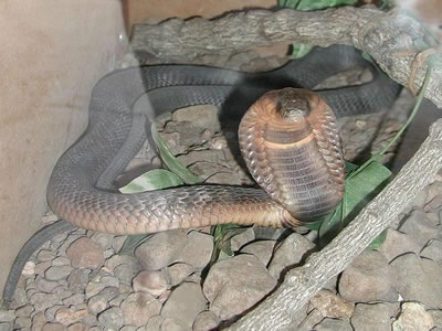 Tipos de cobras não venenosas - Nomes, Características e Fotos