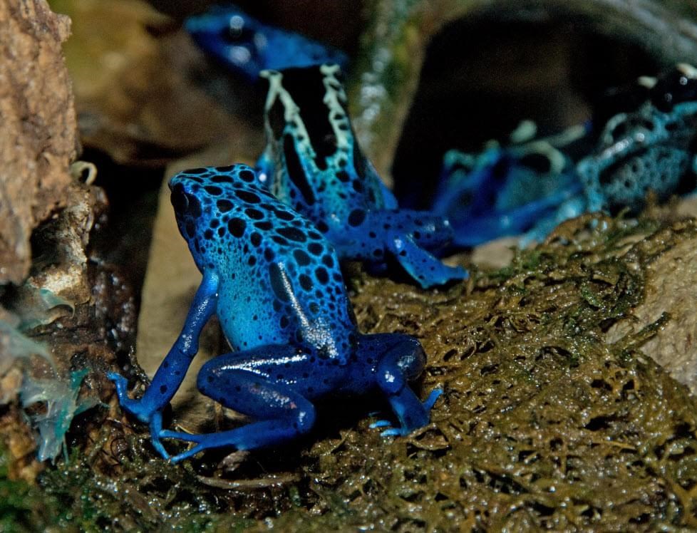 Cobra Coral Azul Tropical. Réptil Venenoso De Tamanho Médio Com