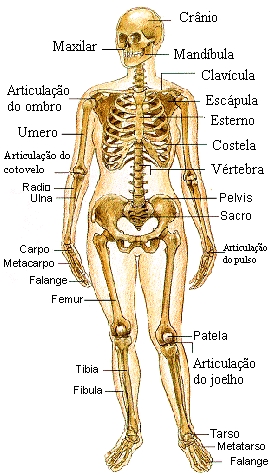 Esqueleto apendicular - Só Biologia